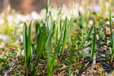 Schaan, Lihtenştayn, 4 Nisan 2022 İlkbaharda ormanda taze yetişen yeşil bitkiler