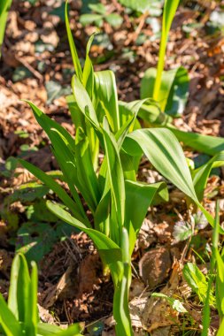 Schaan, Lihtenştayn, 4 Nisan 2022 İlkbaharda ormanda taze yetişen yeşil bitkiler