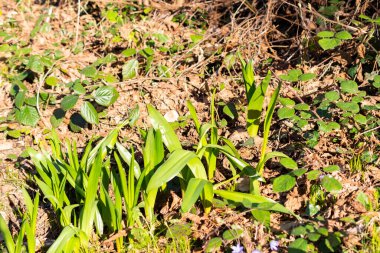 Schaan, Lihtenştayn, 4 Nisan 2022 İlkbaharda ormanda taze yetişen yeşil bitkiler