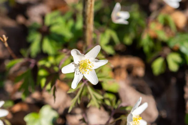 Schaan Liechtenstein Kwietnia 2022 Mały Biały Anemon Sylvestris Lub Kwiat — Zdjęcie stockowe