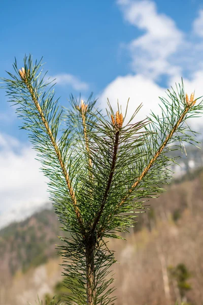 Schaan Liechtenstein Aprile 2022 Rami Abete Nel Bosco Primavera — Foto Stock