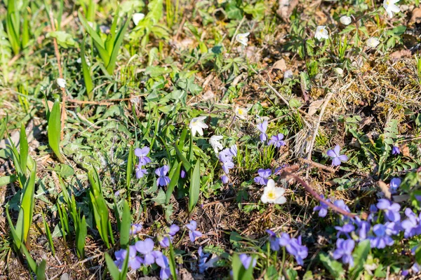 Schaan Liechtenstein Abril 2022 Blue Anemone Hepatica Floresce Uma Floresta — Fotografia de Stock