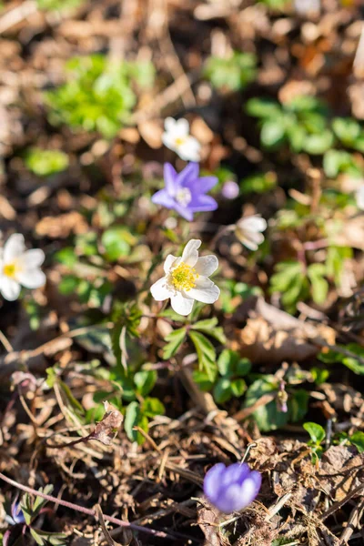 Schaan Liechtenstein Abril 2022 Pequena Flor Branca Anemone Sylvestris Snowdrop — Fotografia de Stock