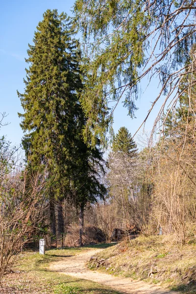 Schaan Liechtenstein Abril 2022 Passeio Por Uma Floresta Primavera — Fotografia de Stock