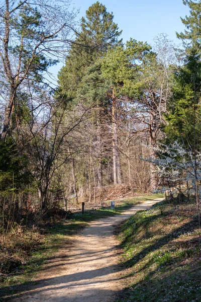 Schaan Liechtenstein April 2022 Vägen Genom Skog Våren — Stockfoto