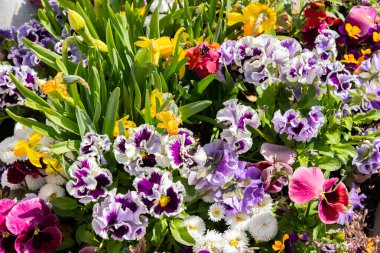 Chur, İsviçre, 11 Nisan 2022 Baharın güneşli bir gününde şehir parkında renkli çiçekler yetişiyor