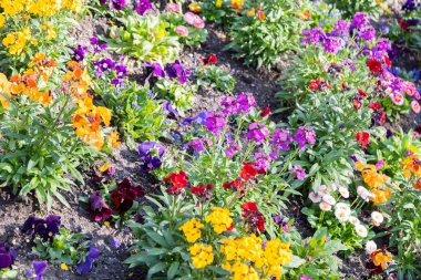 Chur, İsviçre, 11 Nisan 2022 Baharın güneşli bir gününde şehir parkında renkli çiçekler yetişiyor