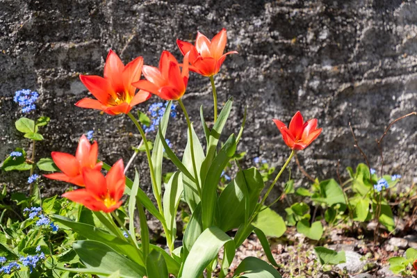 Chur Szwajcaria Kwietnia 2022 Kolorowe Kwiaty Rosną Parku Miejskim Słoneczny — Zdjęcie stockowe
