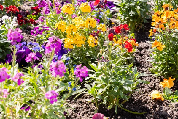 Chur Switzerland April 2022 Colorful Flowers Growing City Park Sunny — Stock Photo, Image