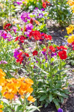 Chur, İsviçre, 11 Nisan 2022 Baharın güneşli bir gününde şehir parkında renkli çiçekler yetişiyor