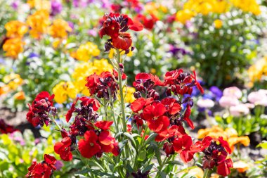 Chur, İsviçre, 11 Nisan 2022 Baharın güneşli bir gününde şehir parkında renkli çiçekler yetişiyor