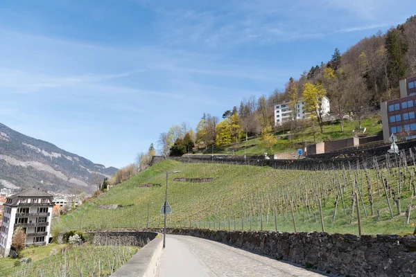 Chur Zwitserland April 2022 Wijnplantage Een Heuveltje Een Zonnige Dag — Stockfoto