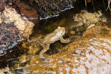 Alt Saint Johann, İsviçre, 5 Mayıs 2022 Kurbağalar çiftleşme mevsiminde bahar zamanı Alp Gölü 'nde seks yapıyorlar.