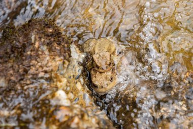 Alt Saint Johann, İsviçre, 5 Mayıs 2022 Kurbağalar çiftleşme mevsiminde bahar zamanı Alp Gölü 'nde seks yapıyorlar.