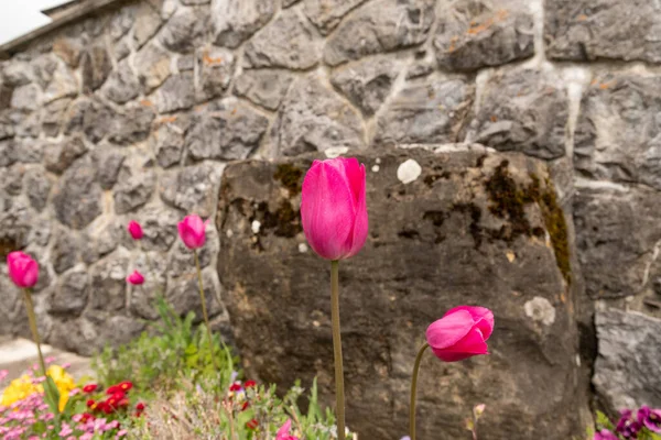 Wildhaus Szwajcaria Maja 2022 Kolorowe Kwiaty Rosnące Łóżku Wiosną — Zdjęcie stockowe