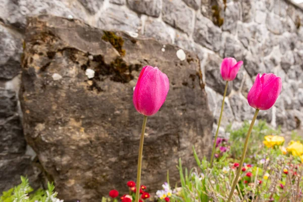 Wildhaus Szwajcaria Maja 2022 Kolorowe Kwiaty Rosnące Łóżku Wiosną — Zdjęcie stockowe