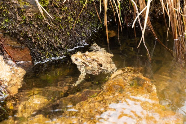 Alt Saint Johann Zwitserland Mei 2022 Kikkers Die Seks Hebben — Stockfoto