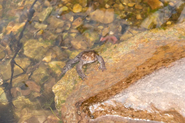 Alt Saint Johann, Switzerland, May 5, 2022 Frogs having sex during the pairing season in an alpine lake in spring time