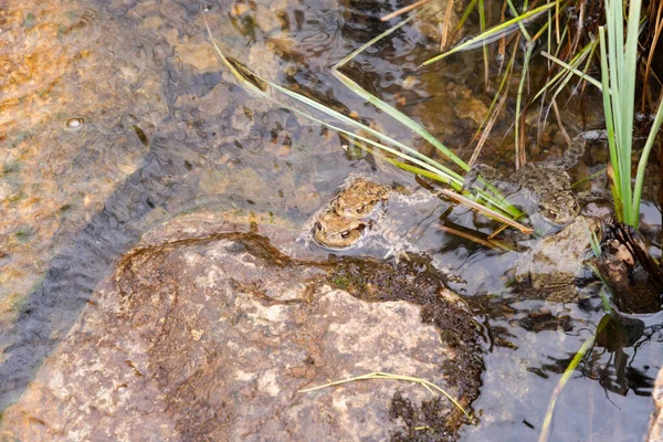 Alt Saint Johann Switzerland May 2022 Frogs Having Sex Pairing — Stock Photo, Image