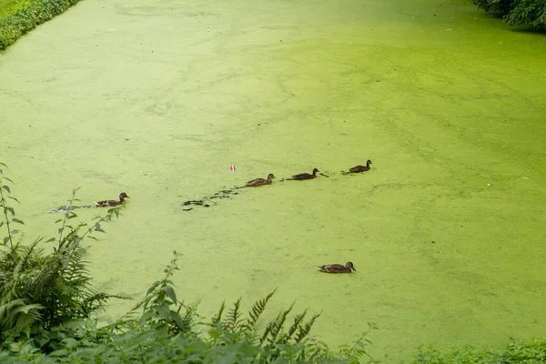 Muenster Germany July 2022 Duck Swims Green Lake Full Algae — Photo