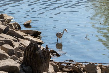 Altenrhein, Switzerland, April 18, 2022 Heron is standing in the lake of Constance in spring time