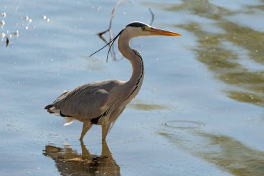 Altenrhein, Switzerland, April 18, 2022 Heron is standing in the lake of Constance in spring time