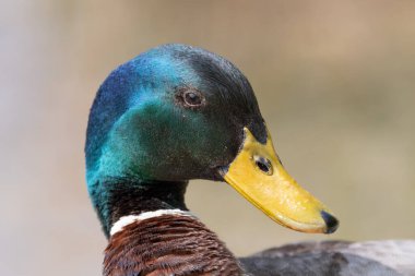 Oberriet, Switzerland, April 22, 2022 Duck in a little lake in spring time
