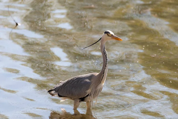 Altenrhein, Switzerland, April 18, 2022 Heron is standing in the lake of Constance in spring time