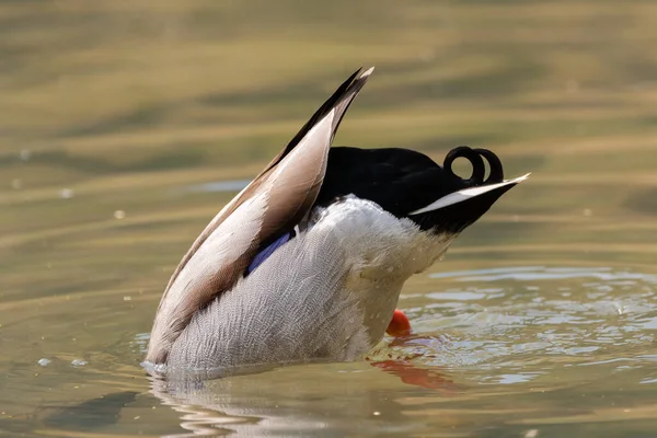 Oberriet Switzerland April 2022 Duck Little Lake Spring Time — 스톡 사진