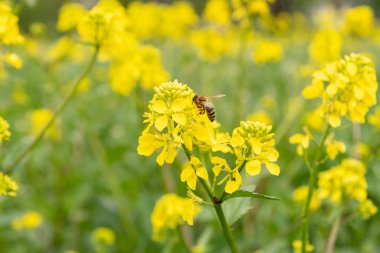 Vaduz, Liechtenstein, May 1, 2022 Bee is collecting fresh nectar from a yellow flower in spring time