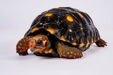 Tortoise - Red-footed tortoise (Chelonoidis carbonarius) is a species of tortoise from northern South America.