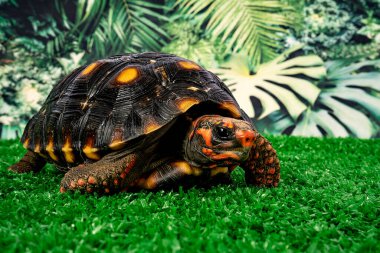 Kaplumbağa (Chelonoidis Carbonarius), Güney Amerika 'da yaşayan bir kaplumbağa türüdür..