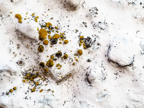 Lichen beyaz bir duvarda, desenli arka plan