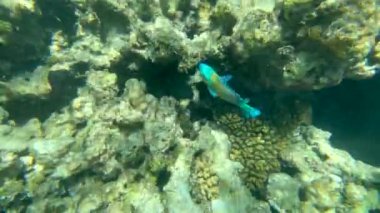 Kızıl Deniz Hayvanı. Kızıl Deniz 'deki bir mercan resifinin statik videosu. Balık ve mercanlarla dolu su altı arka planı çok güzel..