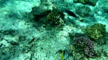 Kızıl Deniz Hayvanı. Kızıl Deniz 'deki bir mercan resifinin statik videosu. Balık ve mercanlarla dolu su altı arka planı çok güzel..