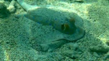 Mavi benekli iğneli vatoz (Taeniura lymma), Mısır, Kızıldeniz 'deki bir resifte kumların üzerinde ya da mercanların arasında yüzüyor.