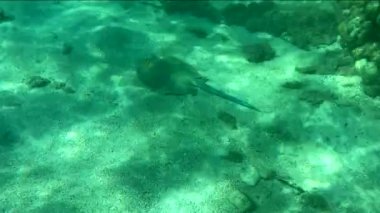 Mavi benekli iğneli vatoz (Taeniura lymma), Mısır 'ın Kızıldeniz kentindeki bir resifte kumların üzerinde ya da mercanların arasında yüzüyor. Yüksek kalite 4k görüntü