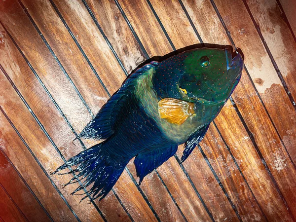 Kızıl Deniz 'de Broomtail wrasse (Cheilinus lunulatus), mercan resifi.