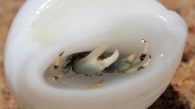 Beyaz deniz kabuğunda bir münzevi kerevit. Yüksek kalite 4k görüntü