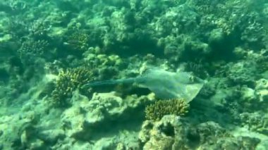 Mavi benekli iğneli vatoz (Taeniura lymma), Mısır 'ın Kızıldeniz kentindeki bir resifte kumların üzerinde ya da mercanların arasında yüzüyor. Yüksek kalite 4k görüntü