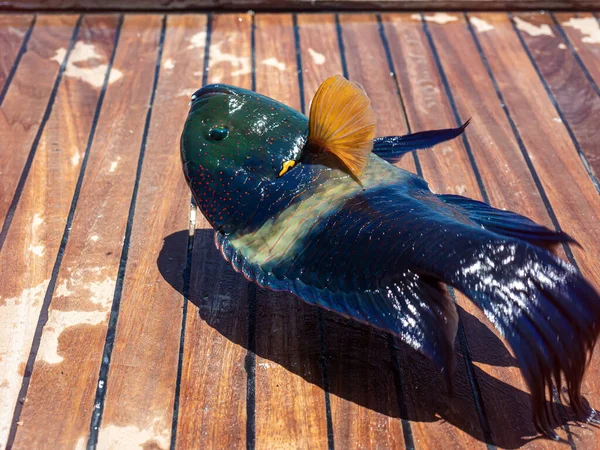 Kızıl Deniz 'de Broomtail wrasse (Cheilinus lunulatus), mercan resifi.