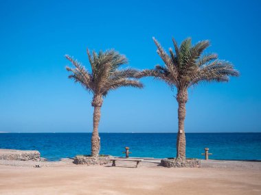 Hurghada kıyısında iki palmiye ağacı, Mısır Kızıldeniz