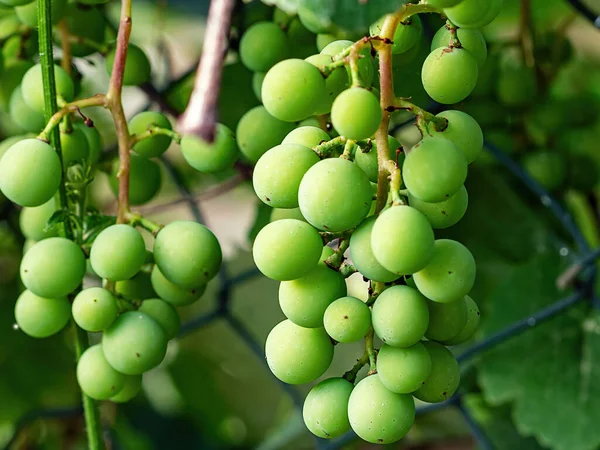 Green unripe grape growing in garden, closeup detail. germany