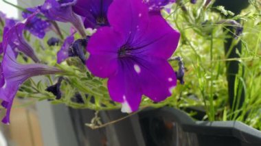 purple petunia flowers on the terrace. Germany. High quality 4k footage