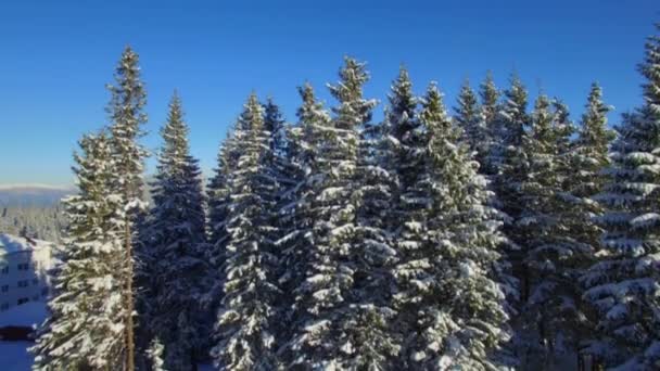 Zdjęcia Lotnicze Pięknych Górskich Lasów Karpat Zimie — Wideo stockowe