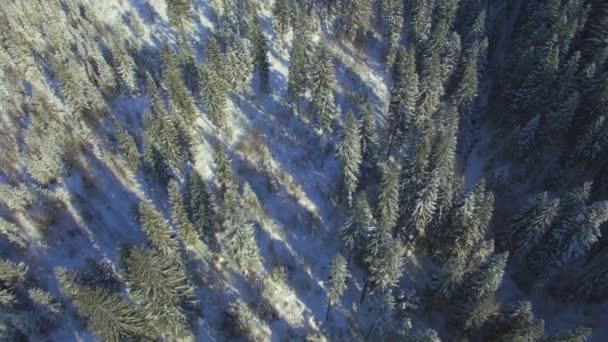 겨울의 아름다운 카르파티아 산맥의 — 비디오