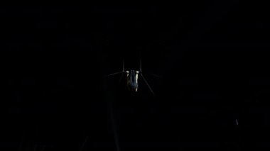 Sirk Kubbesi Altında Dengeler Performansı.