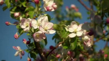 Ağır çekim. Elma ağacında pembe ve beyaz çiçek