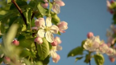 Slow motion. Pink and white flower on an apple tree
