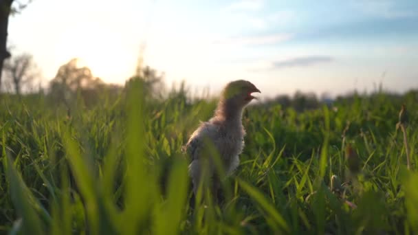 Young Baby Chicken Sits Green Grass Slider Shot — Vídeos de Stock